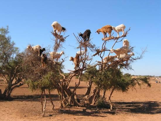 Appartamento Dar Diafa Agadir Esterno foto